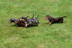 Gladharige Teckel pups te koop, Dieren en Toebehoren, 15 weken tot 1 jaar, CDV (hondenziekte), Dwerg, Meerdere