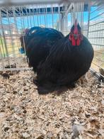 Zwarte cochinkrielen
