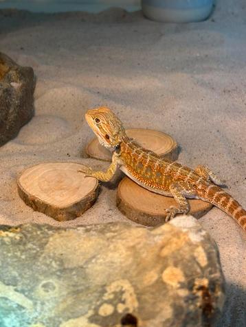 Baardagaam met spullen, Autres espèces, Avec terrarium, 0 à 2 ans