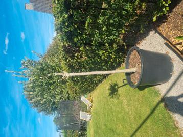 Olijfboom in pot van 90 L beschikbaar voor biedingen