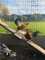 Broedeieren Hollandse kriel, Dieren en Toebehoren, Geslacht onbekend, Kip