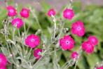 Lychnis Coronarius, Tuin en Terras, Planten | Tuinplanten, Ophalen, Halfschaduw