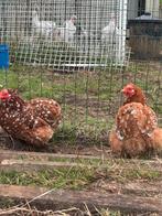 Kippen, Dieren en Toebehoren
