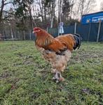 Brahma buff haan, Mâle, Poule ou poulet