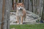 Prachtige Shiba inu pups, Dieren en Toebehoren, België, Overige rassen, CDV (hondenziekte), 8 tot 15 weken