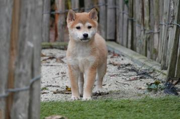 Prachtige Shiba inu pups beschikbaar voor biedingen
