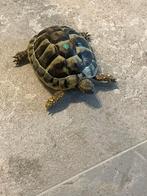 Tortue terrestre grecque, Tortue, 3 à 6 ans