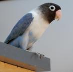 Dwergpapegaaitjes (Agapornis Personata), Dieren en Toebehoren, Geringd