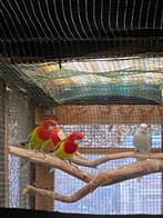 Rosella's, Plusieurs animaux, Perruche, Bagué