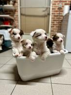 Prachtige border aussie pups, België, CDV (hondenziekte), 8 tot 15 weken, Collie