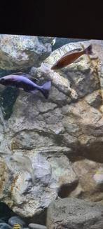Tanganyika Leptosoma, Dieren en Toebehoren, Vissen | Aquariumvissen