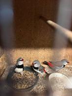 Diamantvinken, Dieren en Toebehoren