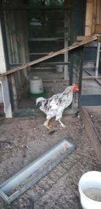Marans haan te koop.Jonge dieren, Dieren en Toebehoren