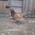 Kruising zijdehoen-padua hen, Dieren en Toebehoren, Pluimvee, Vrouwelijk, Kip