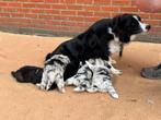 border-colliepups, België, Fokker | Hobbymatig, 8 tot 15 weken, CDV (hondenziekte)