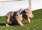 UNIEKE AMERICAN BULLY POCKET PUPS, België, Overige rassen, 8 tot 15 weken, CDV (hondenziekte)