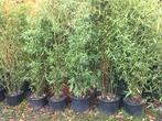 Bamboe, Tuin en Terras, Planten | Struiken en Hagen, Bamboe, Ophalen