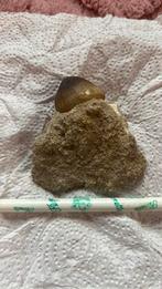 Igdamanosaurus aegyptiacus, Enlèvement ou Envoi, Fossile