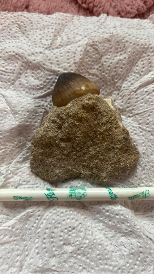 Igdamanosaurus aegyptiacus, Verzamelen, Mineralen en Fossielen, Fossiel, Ophalen of Verzenden