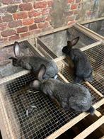 Konijnen, Dieren en Toebehoren, Meerdere dieren, Middelgroot, 0 tot 2 jaar