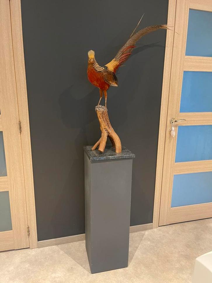 Taxidermie vintage sierlijke goudfazant, Verzamelen, Dierenverzamelingen, Gebruikt, Opgezet dier, Vogel, Ophalen