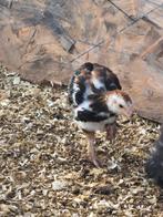 Kuikens brahma cross., Dieren en Toebehoren, Pluimvee, Geslacht onbekend, Kip