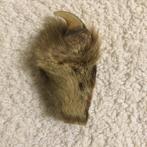 Vintage +- 1940 originele Nagel van Leeuw of Luipaard, Ophalen of Verzenden, Gebruikt, Wild dier