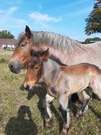 trekpaard hengst veulen, Animaux & Accessoires, Chevaux, Étalon, Vermifugé, 0 à 2 ans