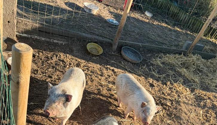 2 bleke beertjes geboren 21 juli / samen weg, Animaux & Accessoires, Moutons, Chèvres & Cochons, Porcs, Mâle, 0 à 2 ans