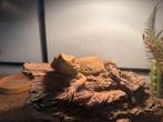 Baardagame, Dieren en Toebehoren, Hagedis, Met terrarium, 0 tot 2 jaar