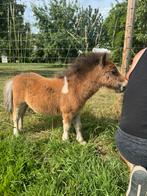 Stamboek shetland Hengste veulen te koop,2 jaarse merrie, Dieren en Toebehoren, Hengst, Recreatiepony, 0 tot 2 jaar
