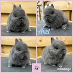 Super lief kleurdwergje (allerkleinste konijnenras), Dieren en Toebehoren, Konijnen, Mannelijk, Klein, 0 tot 2 jaar