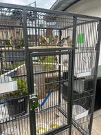 Serin des Canaries, Dieren en Toebehoren, Meerdere dieren, Zangkanarie