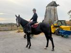 Sympathieke 3-jarige ruin, Dieren en Toebehoren, Pony's, Ruin