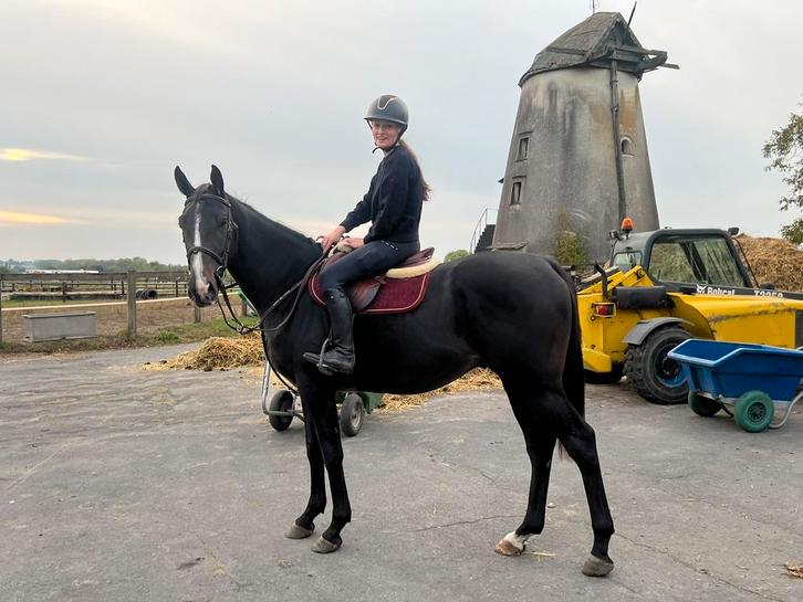 Sympathieke 3-jarige ruin, Dieren en Toebehoren, Pony's, Ruin