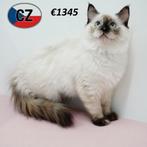 Ragdoll kittens – zacht van aard, groots van charme, Meerdere dieren, Gechipt, 0 tot 2 jaar