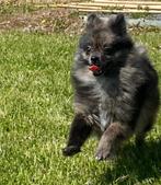 Duitsz spitz /kleinkees / loulou, België, Keeshond, 15 weken tot 1 jaar, CDV (hondenziekte)