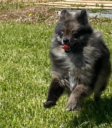 Duitsz spitz /kleinkees / loulou beschikbaar voor biedingen