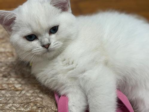 kittens Britse korthaar, Dieren en Toebehoren, Katten en Kittens | Raskatten | Korthaar, Met stamboom, Gechipt, Ontwormd, Ingeënt