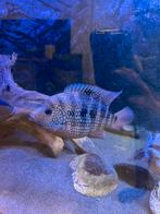 Hybride red terror x cuban cichlide, Dieren en Toebehoren, Vissen | Aquariumvissen