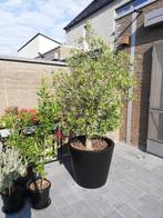 OLIJFBOOM Olea Europaea, Tuin en Terras, Ophalen, Olijfboom