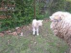 Agnelle Devon & Cornwall, Mouton, Femelle, 0 à 2 ans