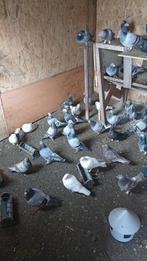 Pigeon in Herstal 4040. Duiven in Herstal 4040, Pigeon voyageur