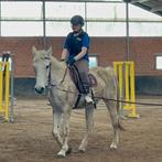 Goedkope lessen gezocht in de buurt van lier, Dieren en Toebehoren, Pony's