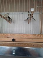 Kanarie  s, Dieren en Toebehoren, Vogels | Overige Vogels