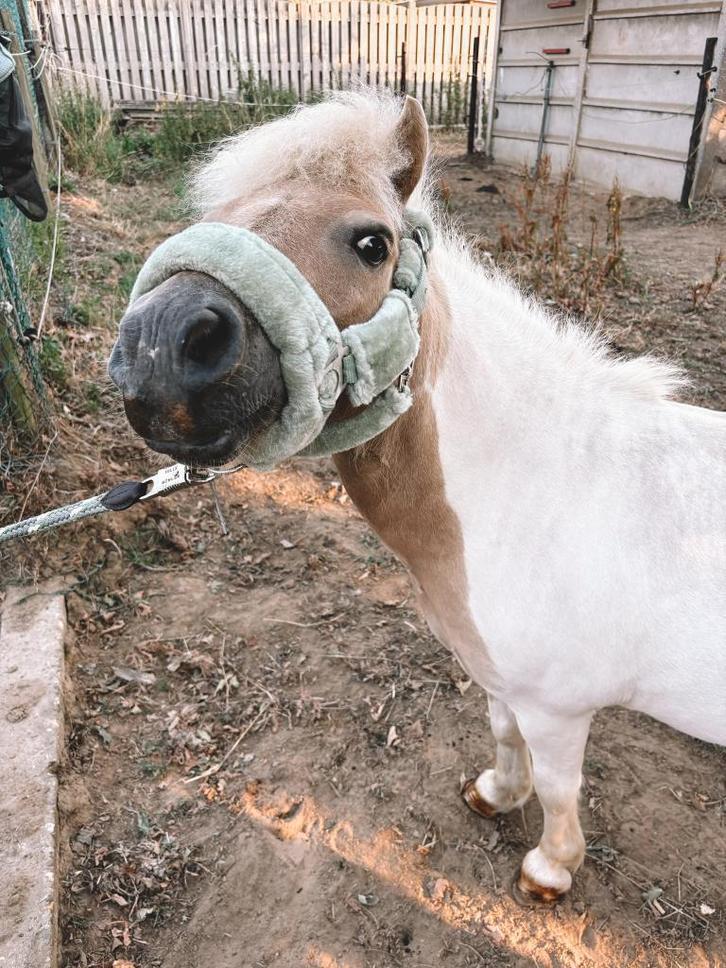 Verzorgpaarden aangeboden, Dieren en Toebehoren, Paarden