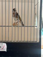 Te koop klein putter pop, Animaux & Accessoires, Oiseaux | Oiseaux Autre