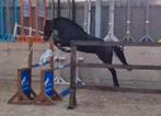 5-jarige merrie, Dieren en Toebehoren, Paarden en Pony's | Verzorgingsproducten, Zo goed als nieuw
