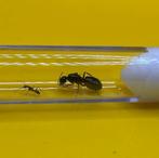 Camponotus Sylvaticus koningin met 1-5 werksters, Dieren en Toebehoren, Mieren