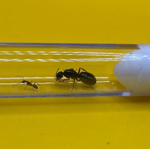 Camponotus Sylvaticus koningin met 1-5 werksters, Dieren en Toebehoren, Insecten en Spinnen, Mieren